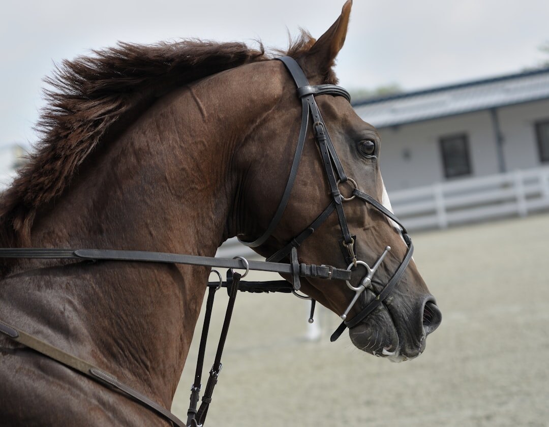 sinterklaas horse